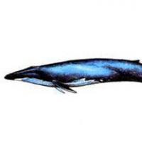 Продолжительность жизни. Сколько живут киты? Большой синий кит – гигант планеты Земля. Описание и фото синего кита Сколько едят киты